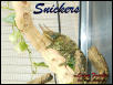 Snickers 01
