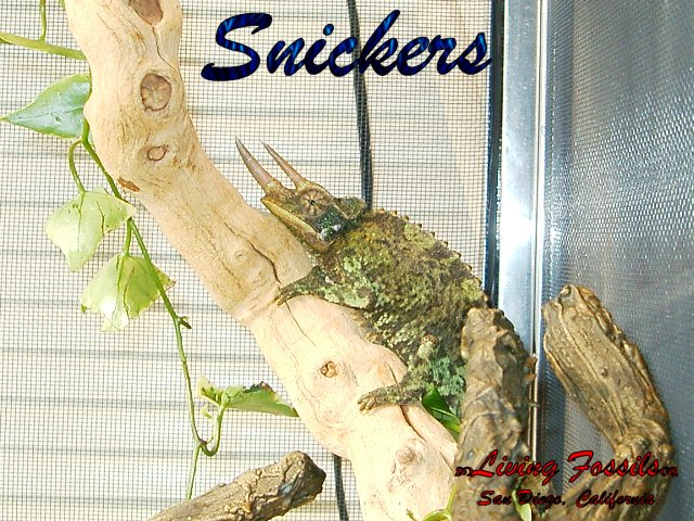 Snickers 01