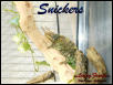 Snickers 02