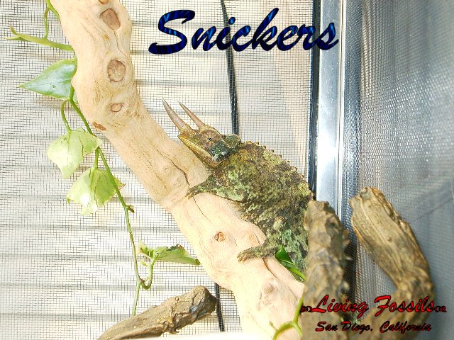 Snickers 02
