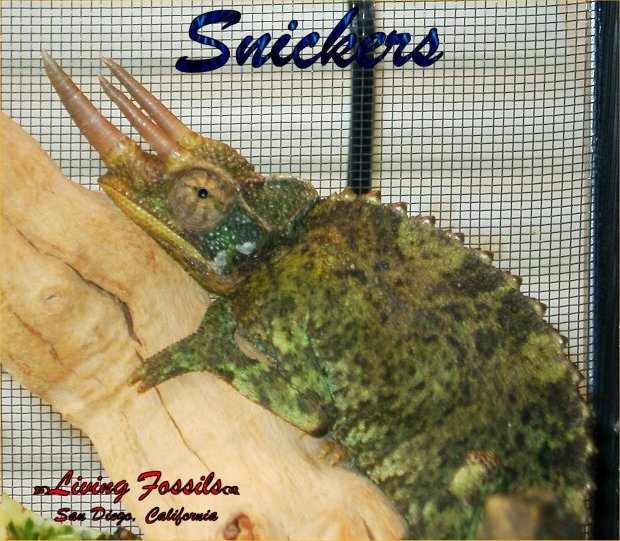 Snickers 09