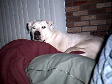 Jasmine the couch potato!!