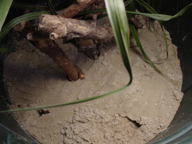 Egg laying in progress....