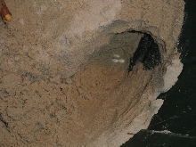 Excavated nest