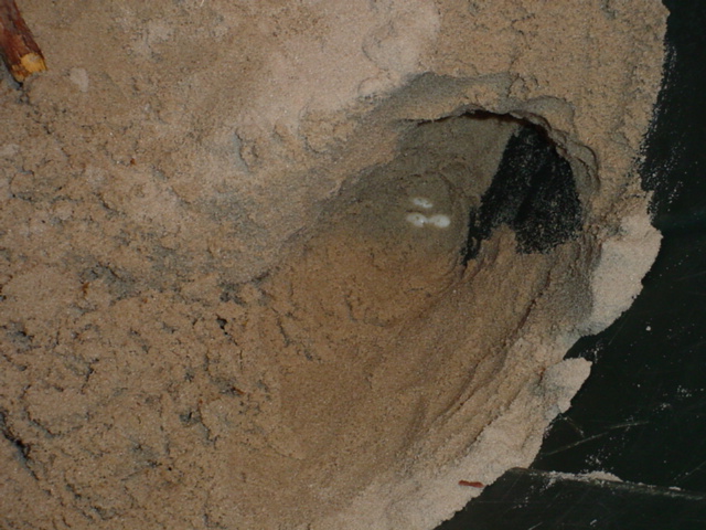 Excavated nest
