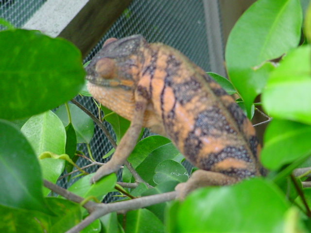 pissed off ambanja female