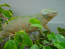 Nosy Female