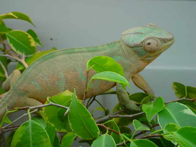 Nosy Female