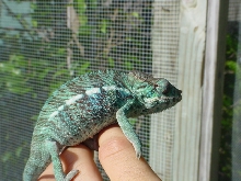 2  1/2 month  Ambanja