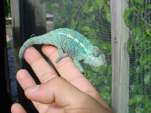 2  1/2 month  Ambanja
