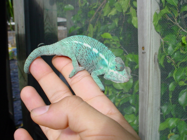 2  1/2 month  Ambanja