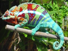 Ambanja Breeder Male