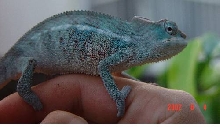 3 month old ambanja
