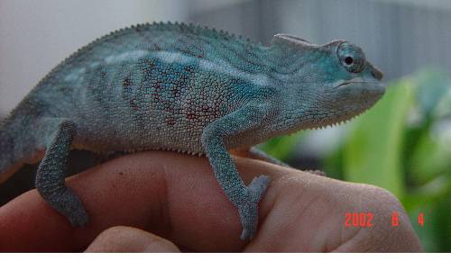 3 month old ambanja