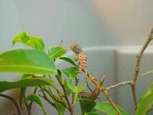 Baby Ambanja