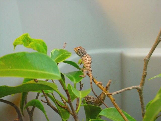 Baby Ambanja