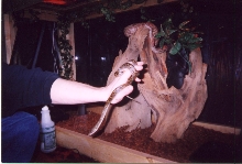 Baby retic