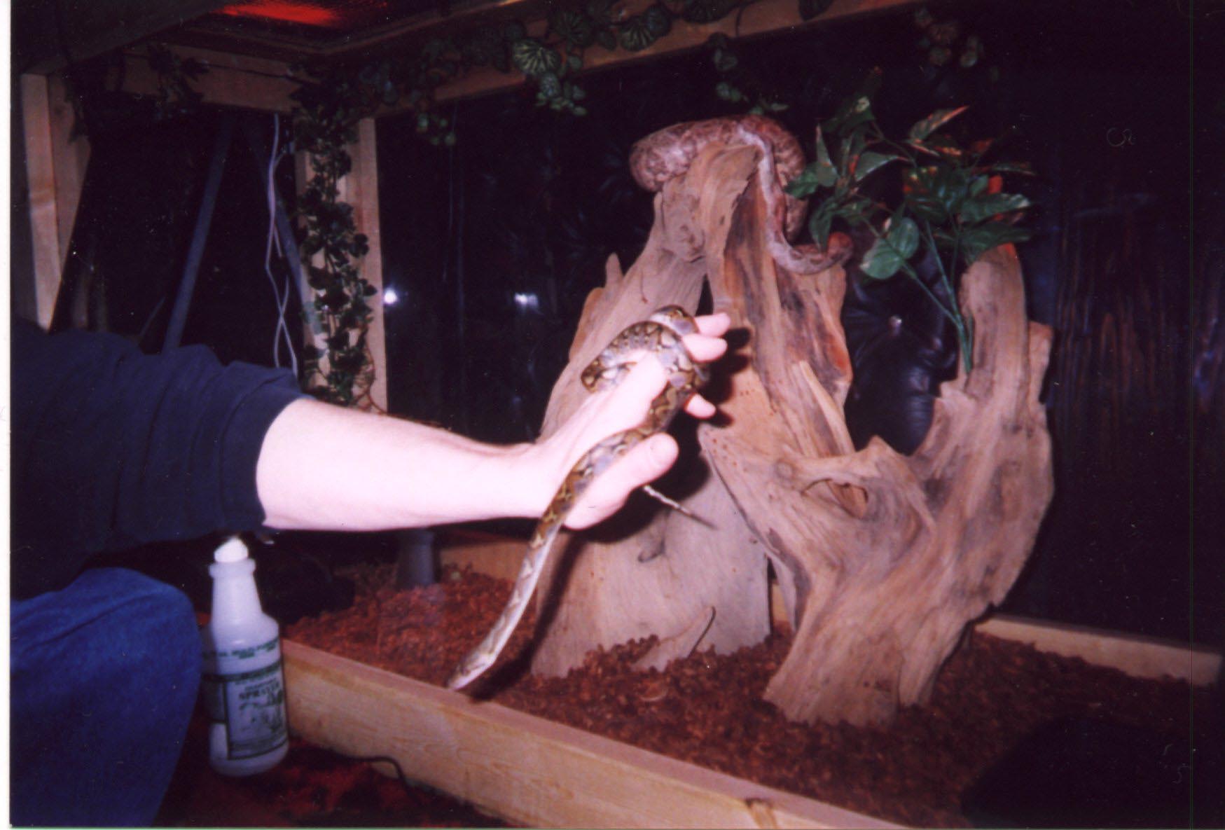 Baby retic