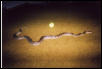 reticulated python