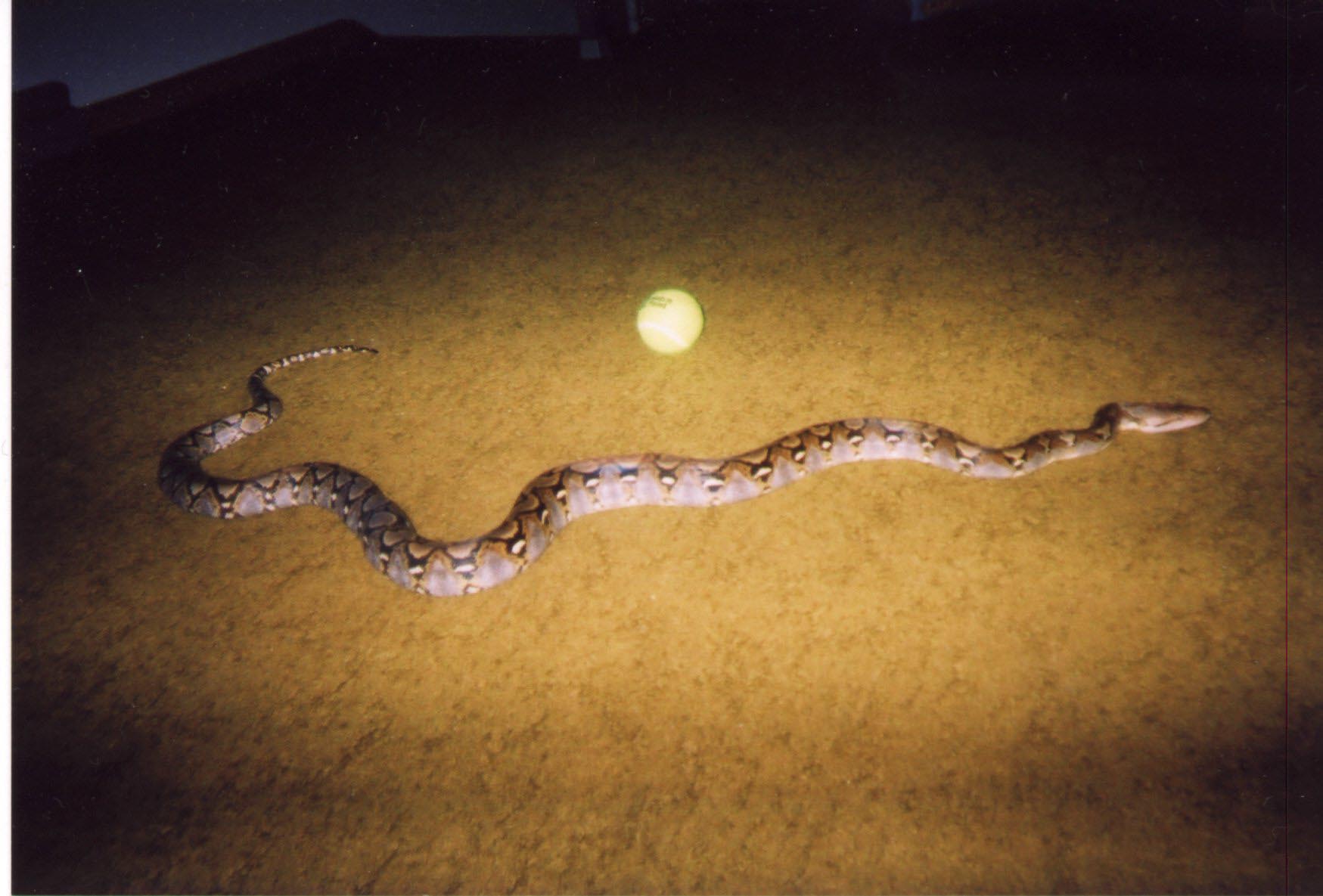 reticulated python