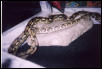 het for albino tiger retic