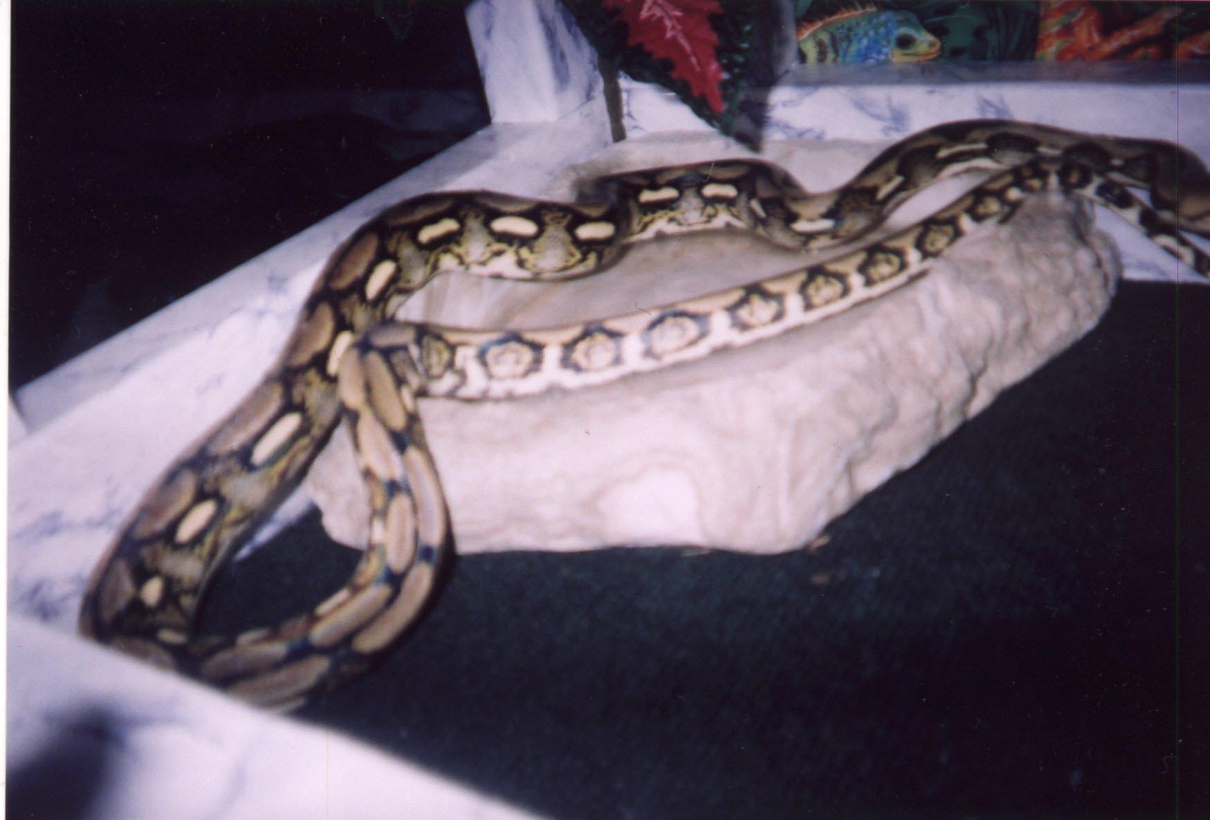 het for albino tiger retic