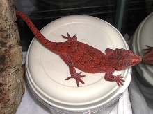 auriculatus