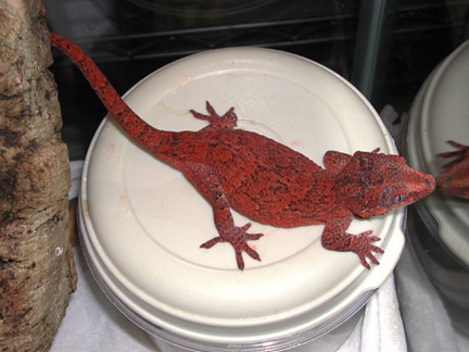 auriculatus