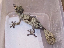 R.auriculatus