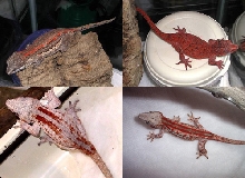 Stripe Auriculatus Breeders