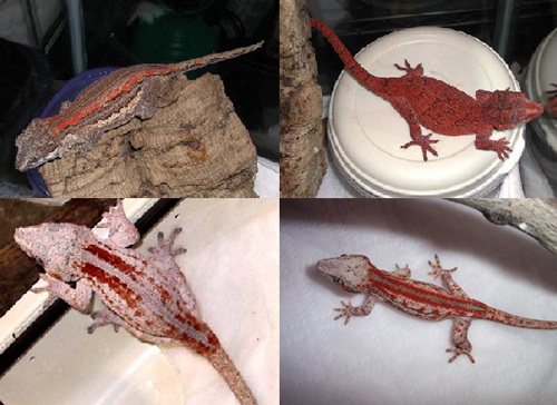 Stripe Auriculatus Breeders