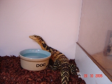 varanus cummingi