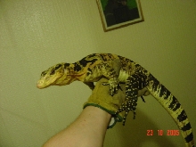 varanus s cummingi