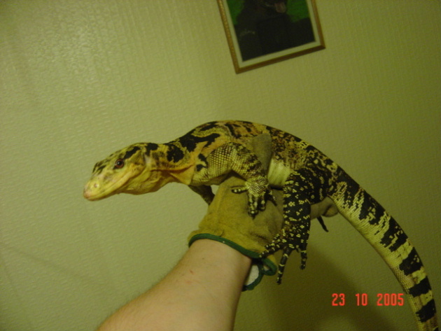 varanus s cummingi