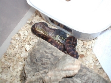 baby boelens
