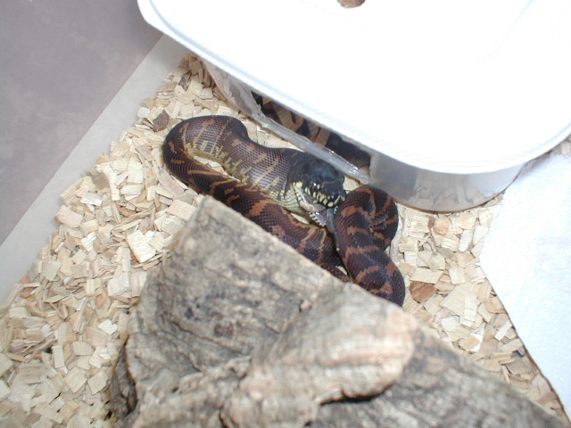 baby boelens