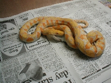 albino retic