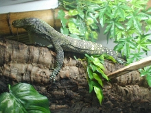 croc