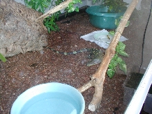 baby croc