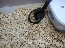 boelens feeding