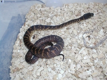 boelens