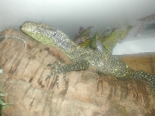 croc monitor