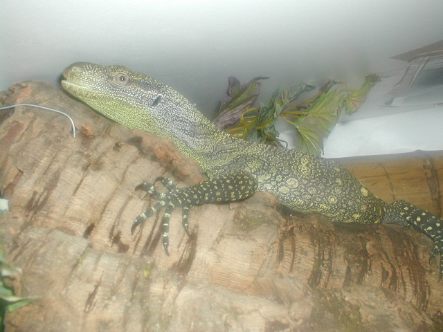 croc monitor