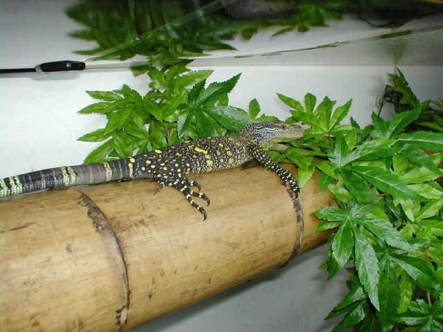 my new baby croc
