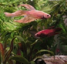 male and female betta live together with respect