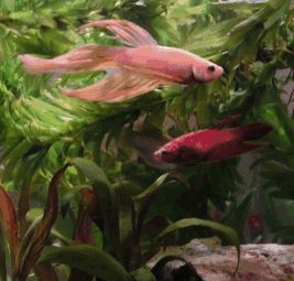 male and female betta live together with respect
