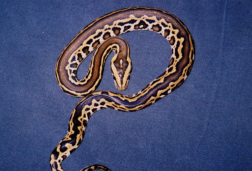 striped burm