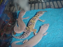 2 blizzards