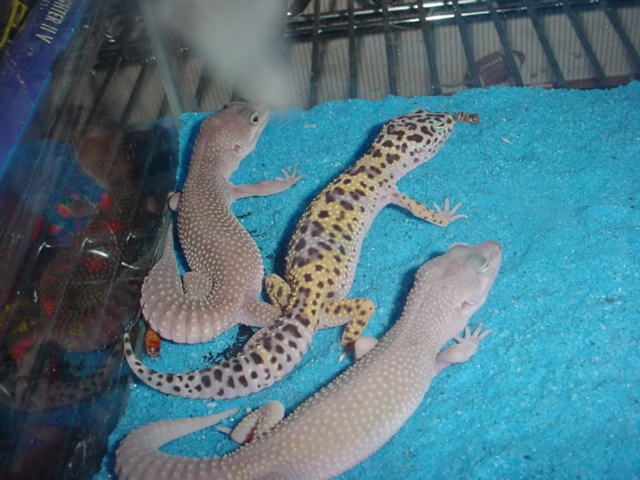 2 blizzards