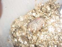 38 days old
